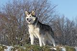 ALASKAN MALAMUTE 064